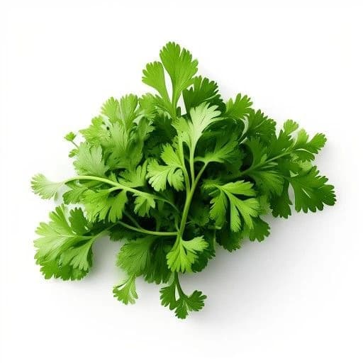 Coriander Leaves