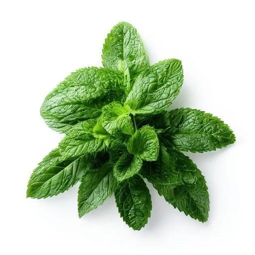 Mint Leaves